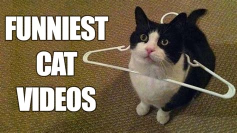 youtube cat videos|youtube best cat videos.